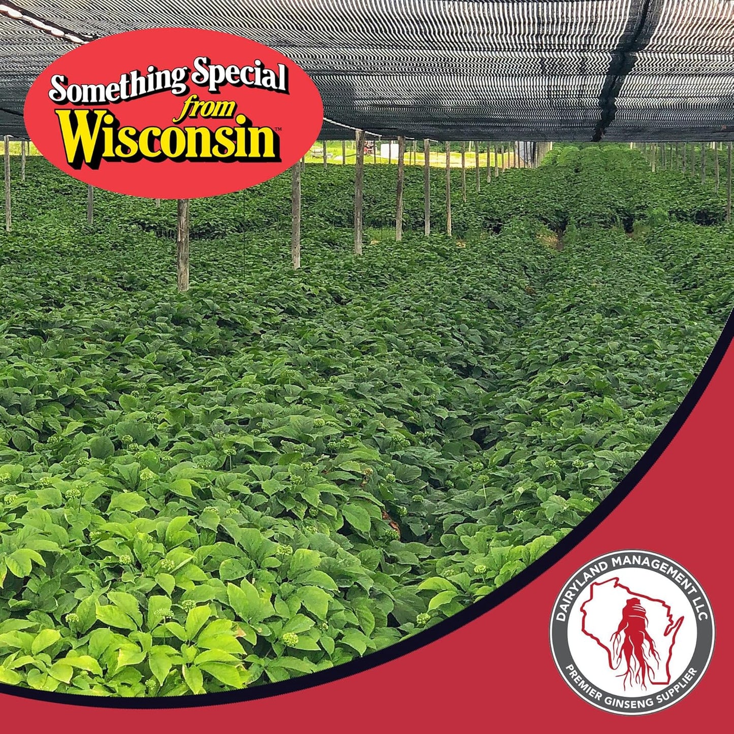 16-oz-pack-of-dairyland-american-ginseng-slices-and-roots-from-wisconsin-farmer---direct-to-you-9