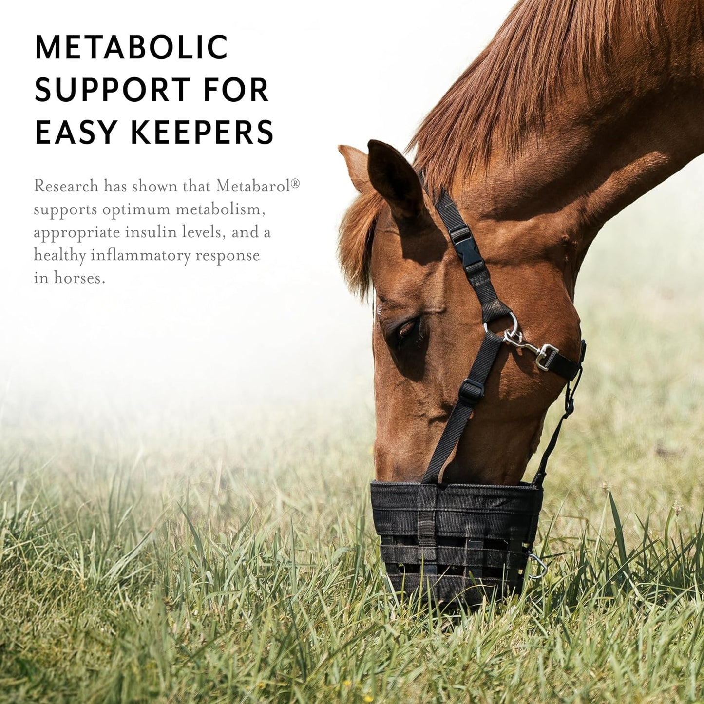 equithrive-metabarol-resveratrol-horse-supplement-pellets---metabolic-support-for-horses-33-lbs-4