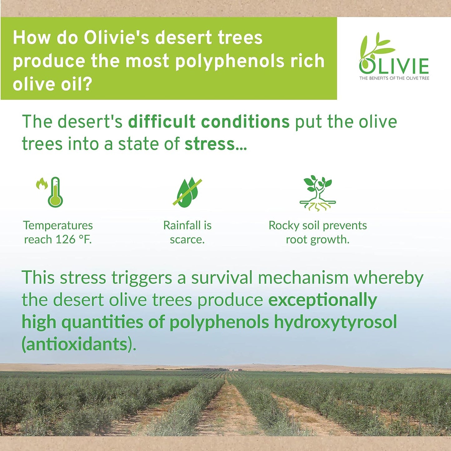 olivie-powerup-pearls-organic-olive-leaf-extract-capsules---hydroxytyrosol-supplement-with-antioxidant-polyphenols-for-immune-brain-support-100g-4