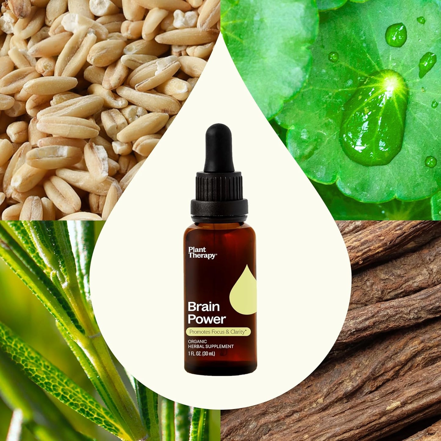 organic-brain-power-tincture-30-ml---boost-brain-focus-memory---plant-therapy-brain-boost-supplement---supports-mental-alertness-clarity-4