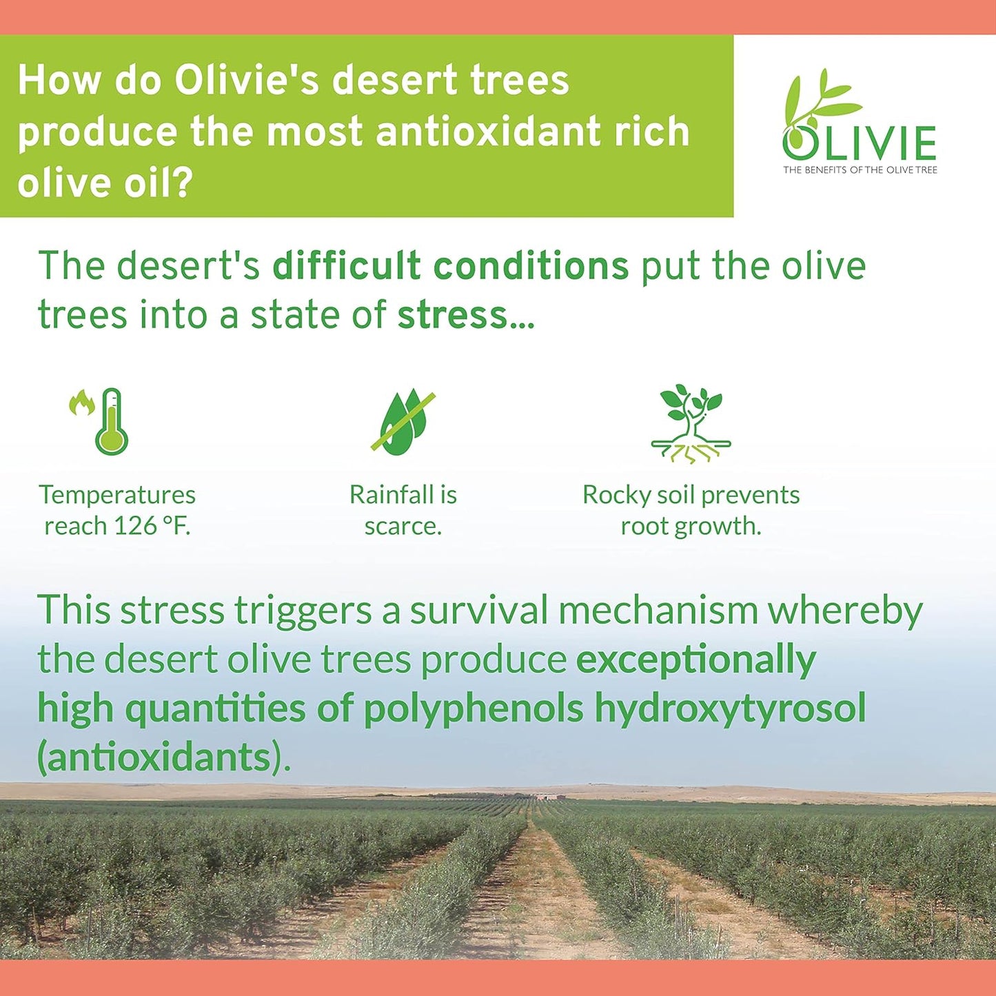 organic-olive-leaf-extract-supplement-by-olivie-for-women-and-men-dermapsoria-for-psoriasis-eczema-hyperpigmentation-antioxidant-polyphenols-80-vegetal-capsules-4