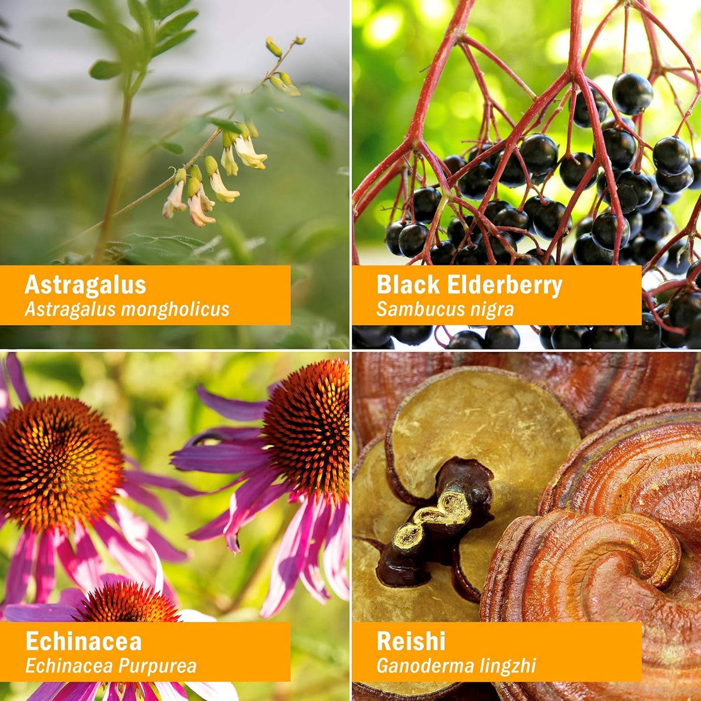 organic-kids-sinus-samurai-immune-fortifier-liquid-herbal-formulas---1-fl-oz-bottle-7