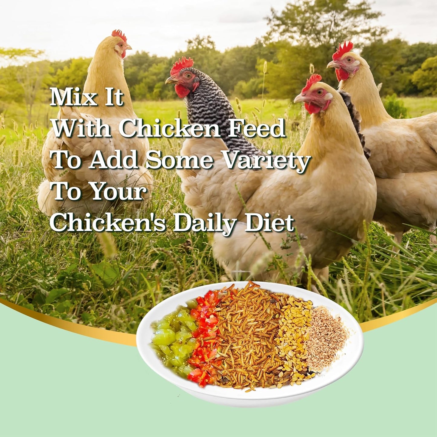55lb-dried-black-soldier-fly-larvae-high-protein-chicken-feed-with-more-calcium-than-mealworms---poultry-treat-6