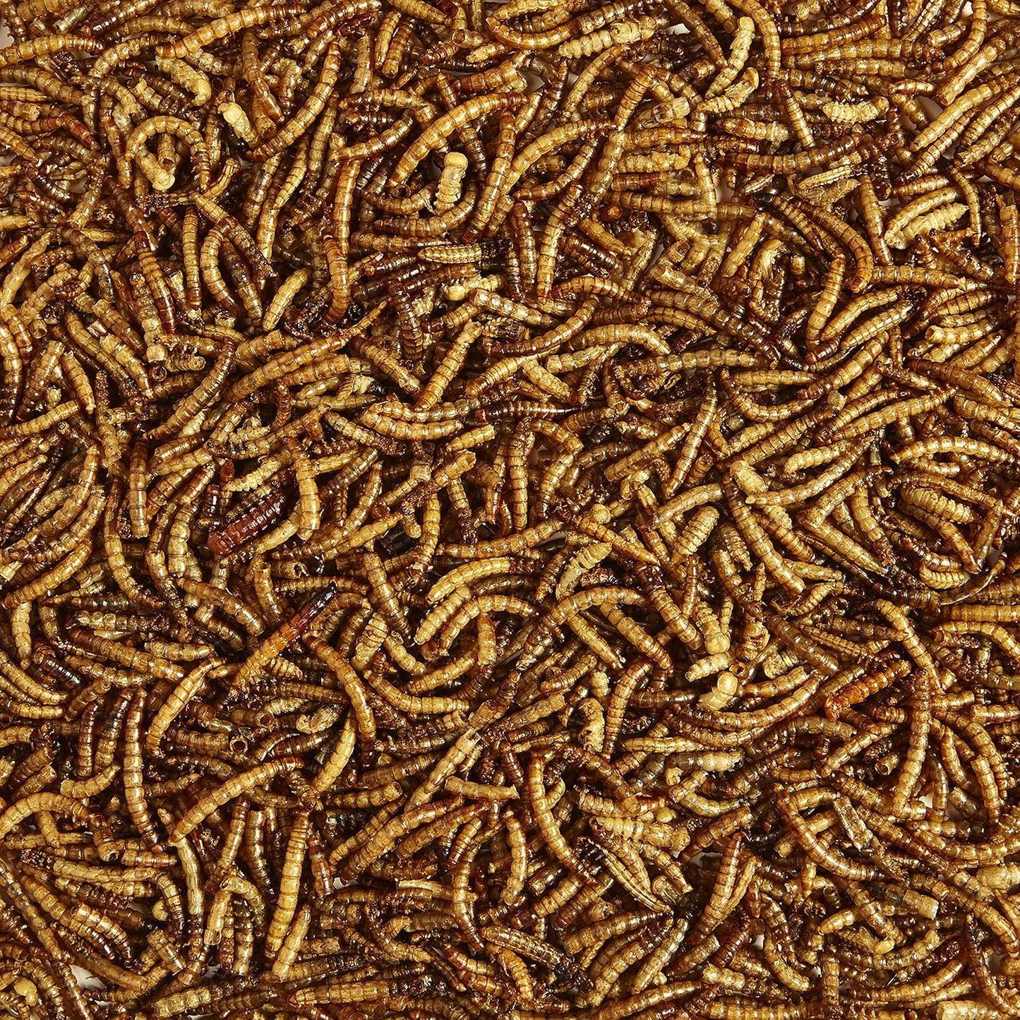 kaytee-wild-bird-food-mealworms-for-bluebirds-wrens-robins-chickadees-woodpeckers-cardinals-and-chickens---35-oz-3