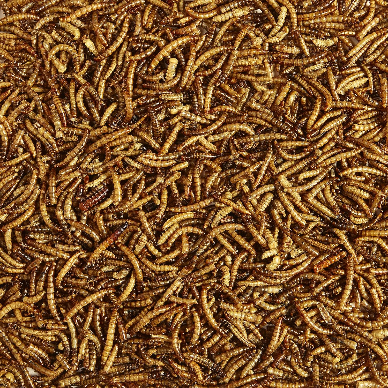 kaytee-wild-bird-food-mealworms-for-bluebirds-wrens-robins-chickadees-woodpeckers-cardinals-and-chickens---35-oz-3