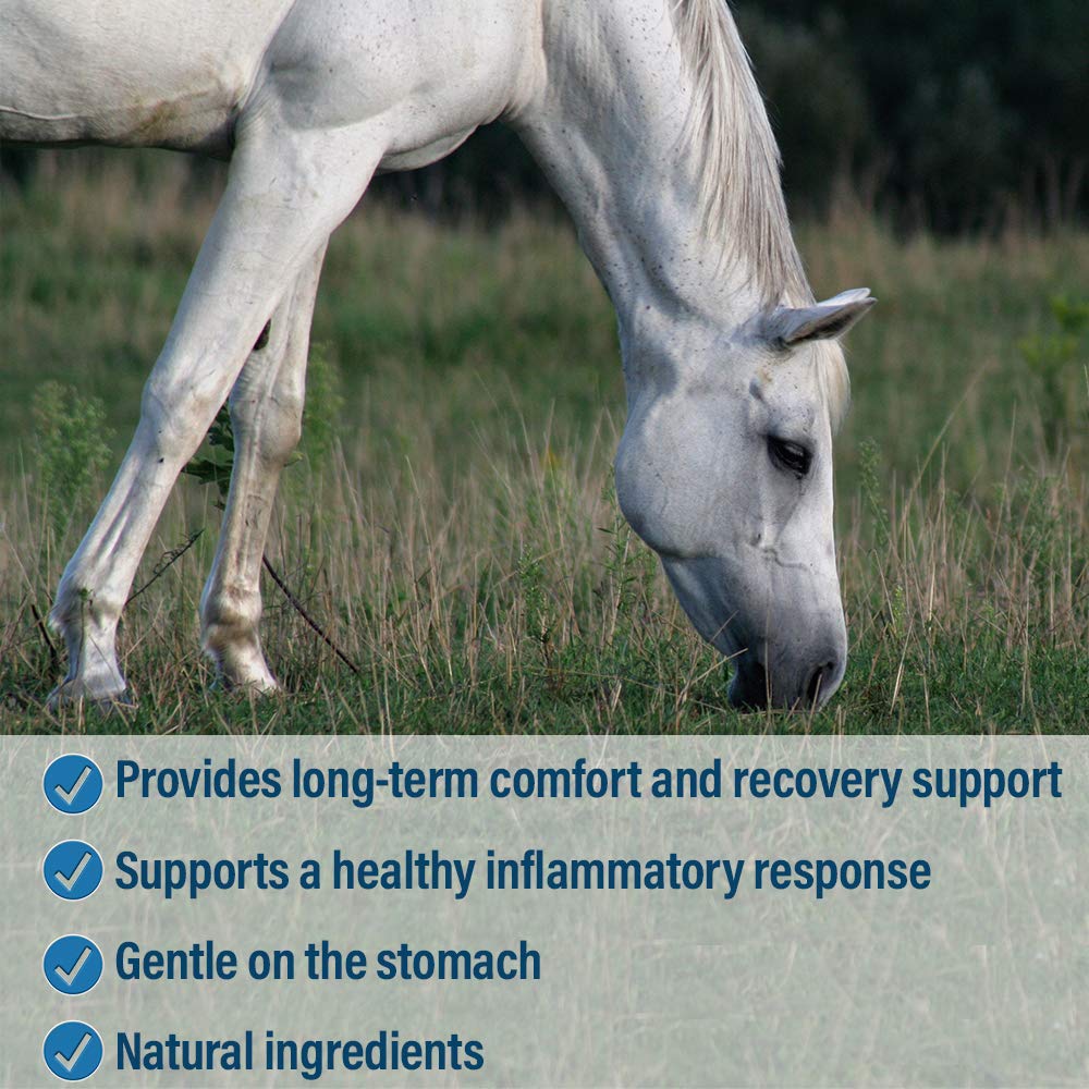 Absorbine Bute-Less 1 Gallon Solution - Joint Support Supplement for Horses