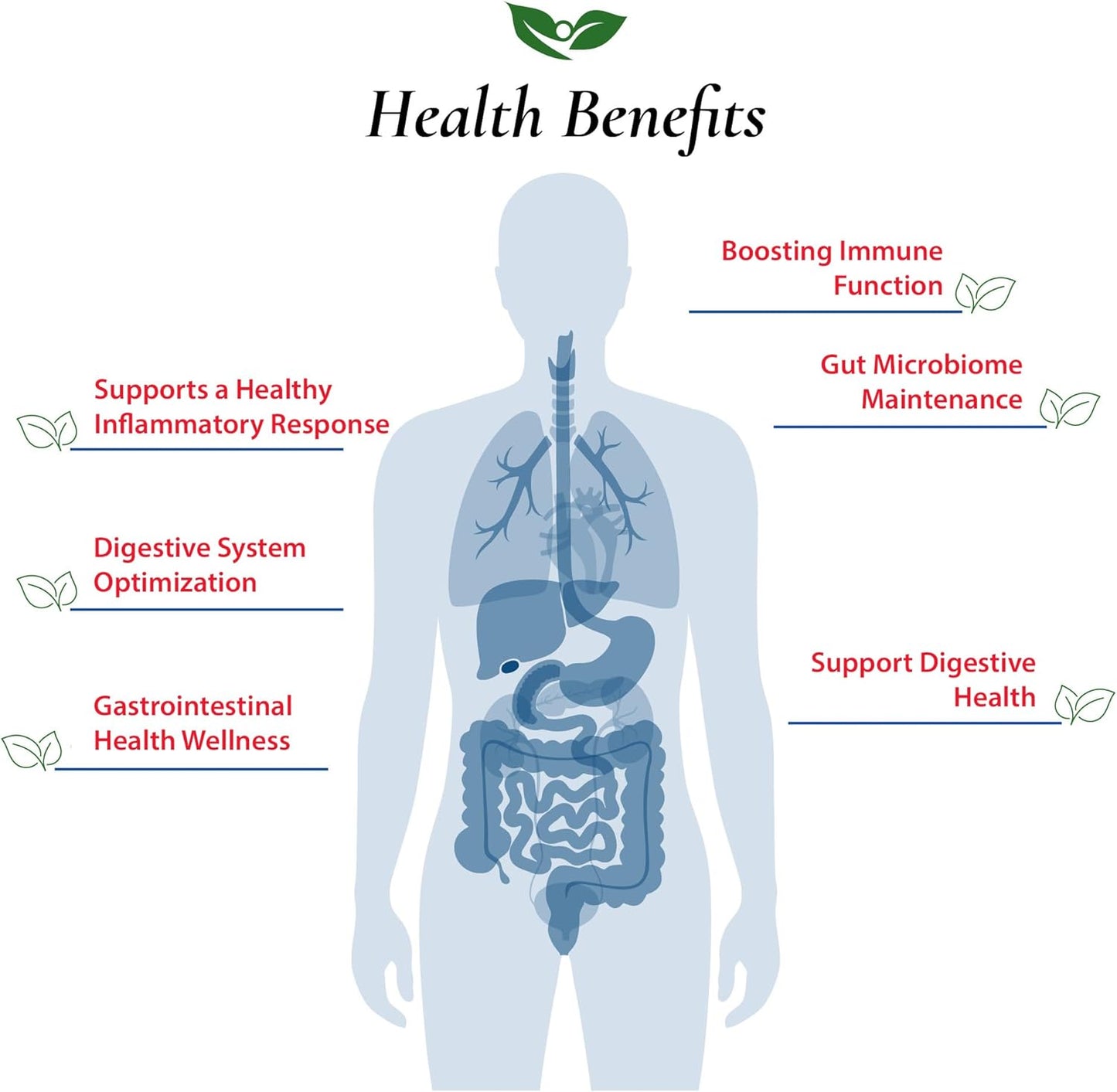 B. Longum Probiotic Powder 100 Billion cfu's | USA Made | No Additives | Digestive & Immune Support | High Potency | 60g