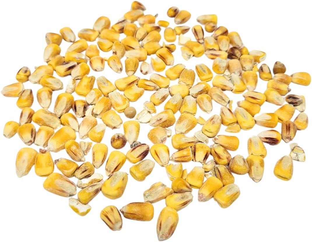 Capcouriers Backyard Wildlife Food: Whole Corn Grain Feed for Chickens, Squirrels, and Critters - 1 Pound