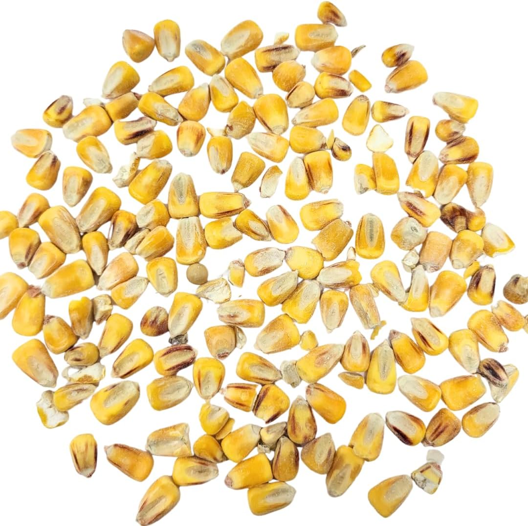 Capcouriers Backyard Wildlife Food: Whole Corn Grain Feed for Chickens, Squirrels, and Critters - 1 Pound