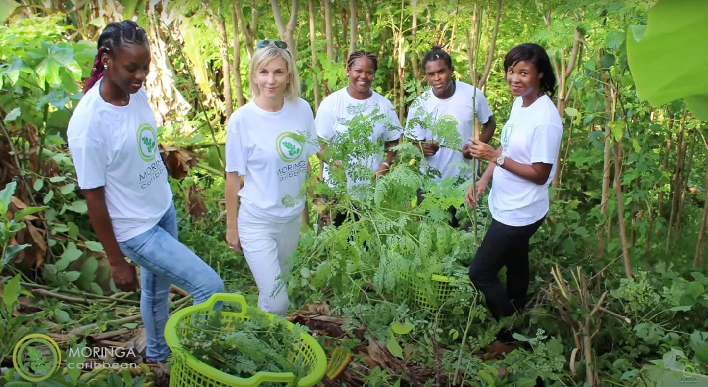 Caribbean Moringa Premium Powder Capsules - 100% Pure Vegan Superfood with Calcium, Magnesium, Vitamins, Antioxidants - Energy, Metabolism, Immune Support - 120 ct