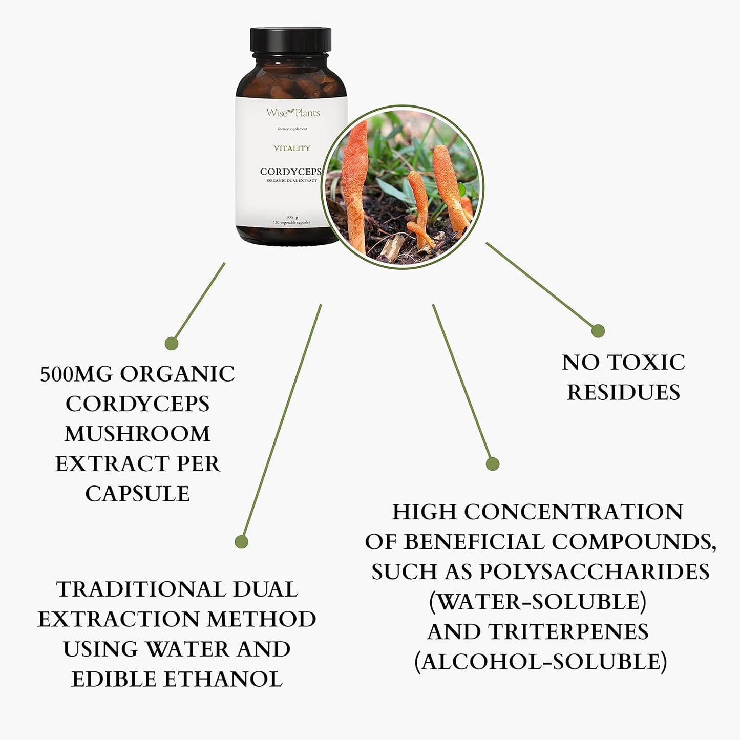 Cordyceps Mushroom Supplement - 30% Polysaccharides, 500mg, 120 Vegecaps - Energy, Stamina, Recovery, High-Altitude Support