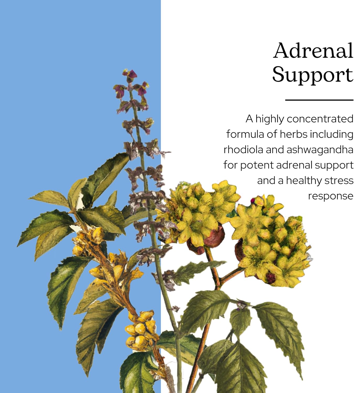 Eclectic Institute Adrenal Support Formula 45 - Natural Stress Relief Supplement