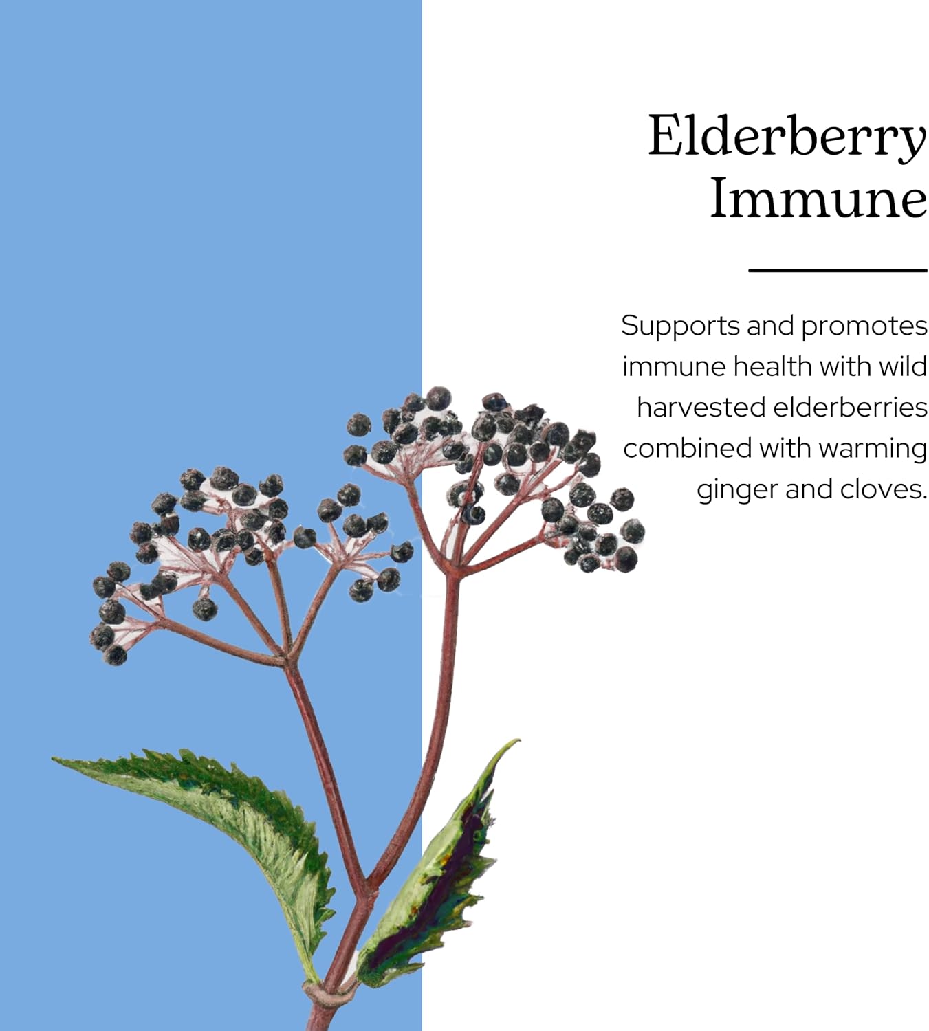 Eclectic Institute Elderberry Immune Formula 90 Capsules