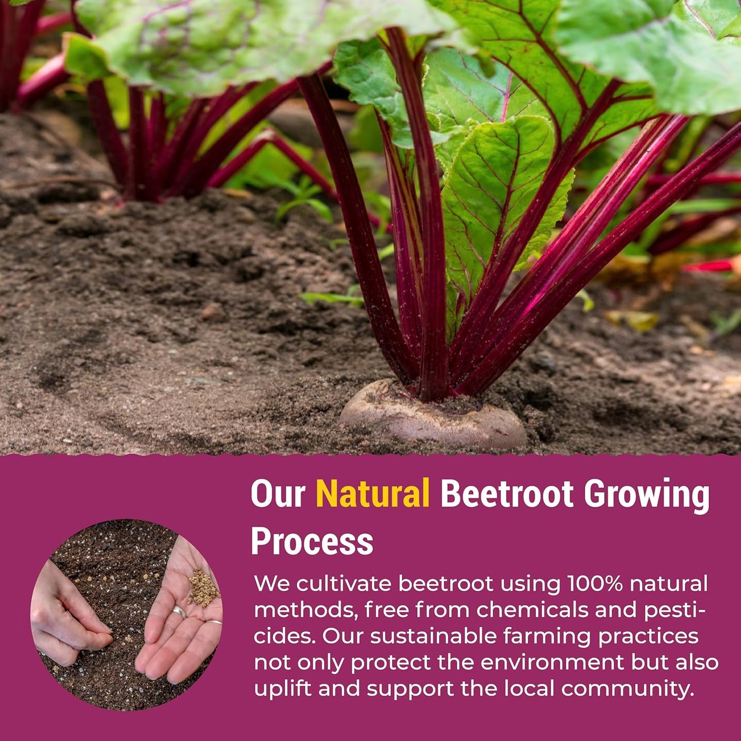 eHerbal Freeze Dried Beet Root Powder 20 Packs | Pure Beet Juice for High Blood Pressure, Clean Energy Boost | Nitric Oxide Booster Drink Mix | Non-GMO Plant Based | Convenient 5g Sticks