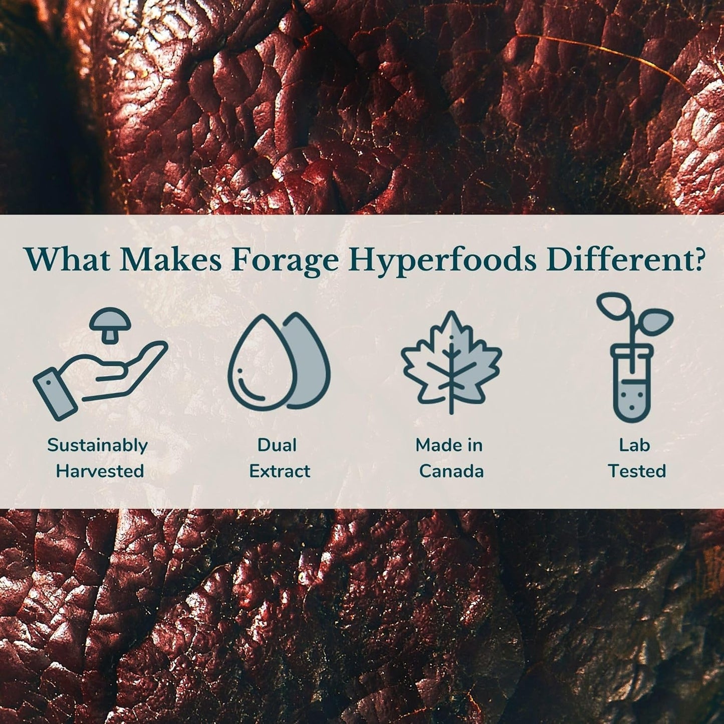 Forage Hyperfoods Reishi Mushroom Tincture - Immune Support & Stress Relief - Dual Extract - 60ml