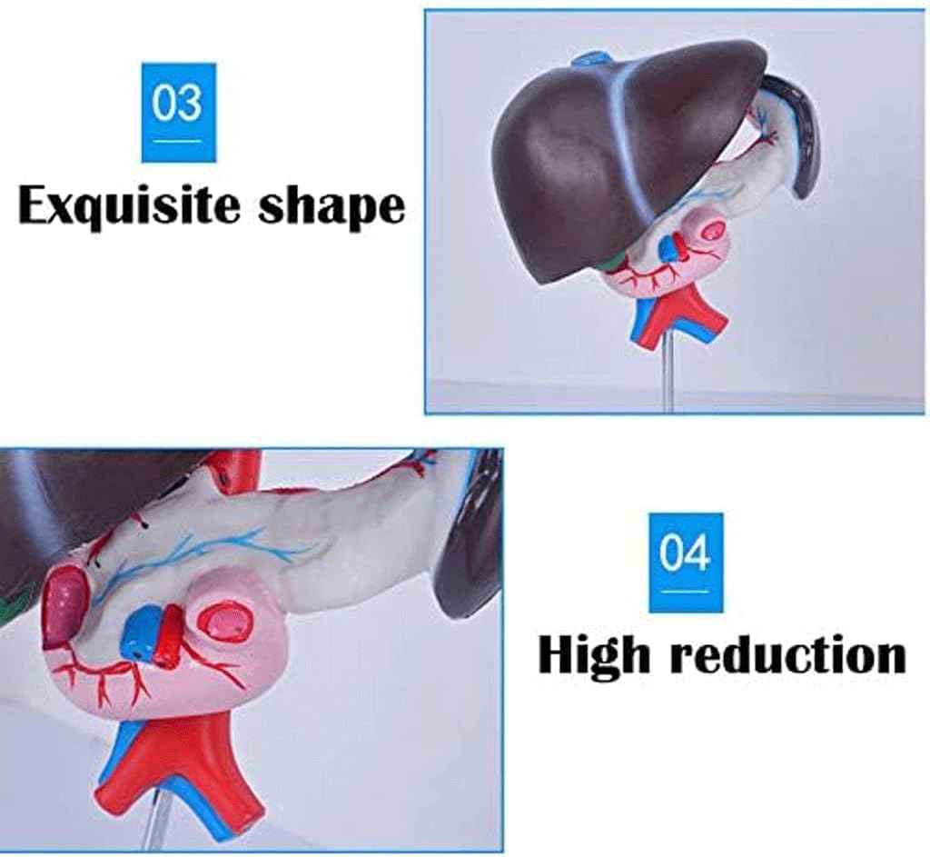 FROON Artificial Liver Pancreas Duodenum Model Liver Teaching Aids Medical Liver Anatomy Model Detachable Into 3 Parts for Study Tools