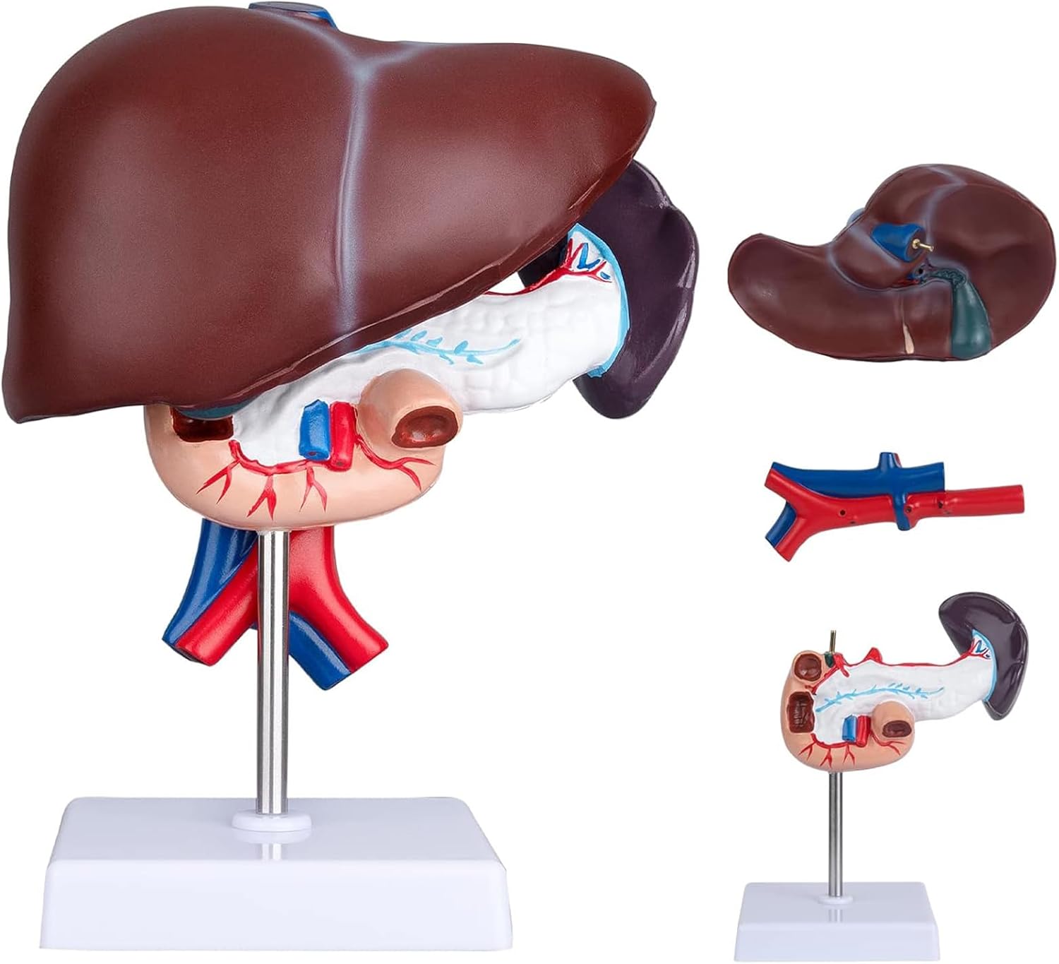 Life Size Liver Pancreas Duodenum Model for Medical Research and Teaching - Anatomical Liver and Pancreas Model