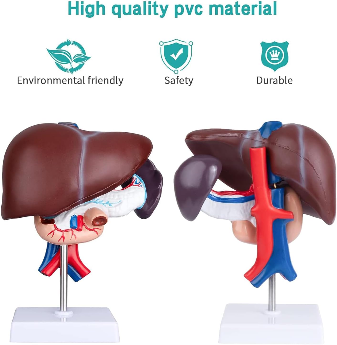 Life Size Liver Pancreas Duodenum Model for Medical Research and Teaching - Anatomical Liver and Pancreas Model