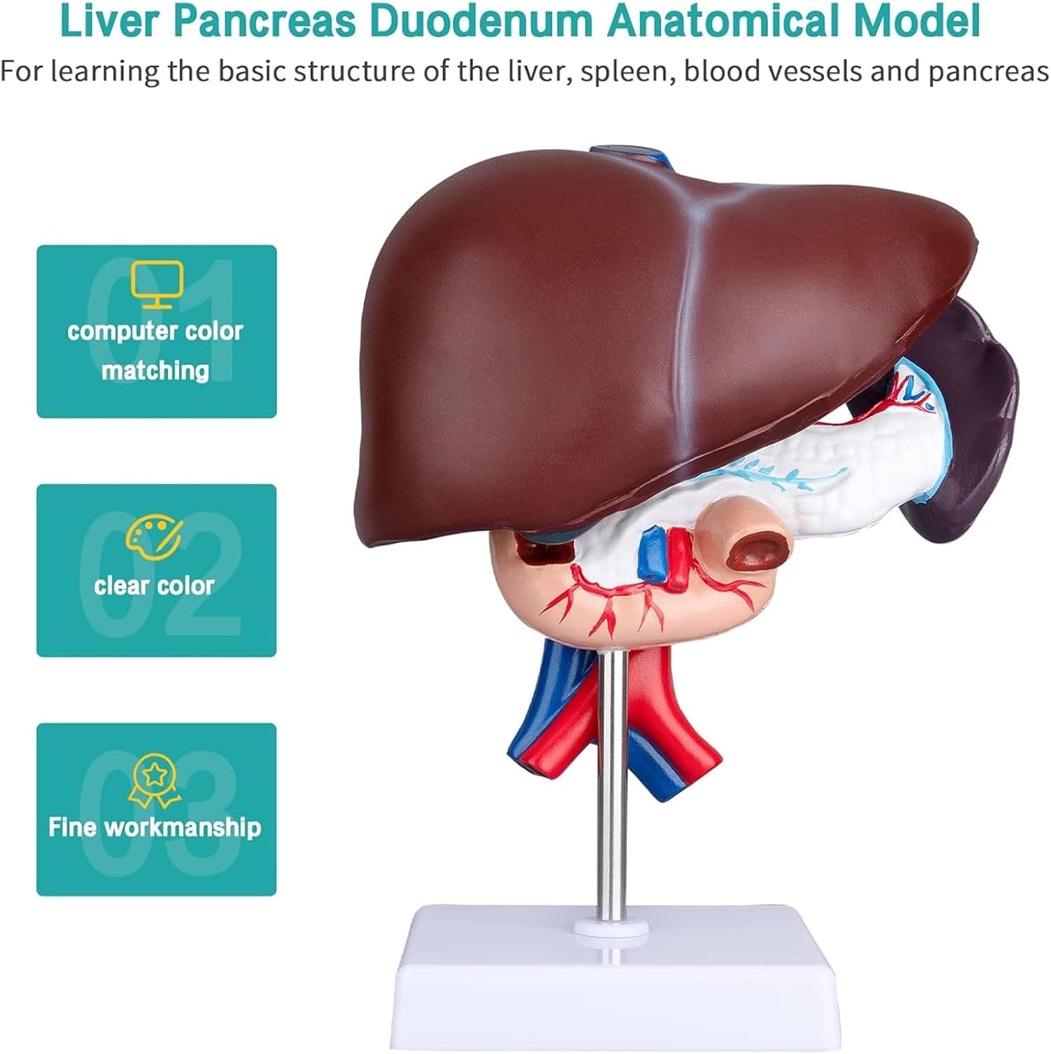 Life Size Liver Pancreas Duodenum Model for Medical Research and Teaching - Anatomical Liver and Pancreas Model