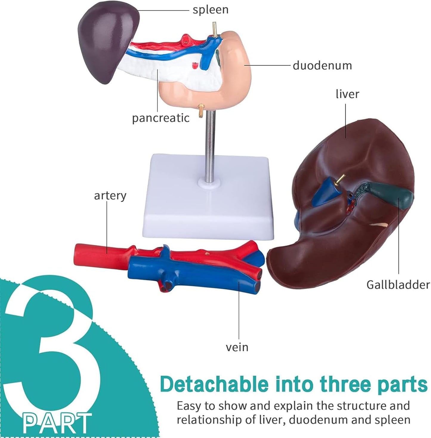 Life Size Liver Pancreas Duodenum Model for Medical Research and Teaching - Anatomical Liver and Pancreas Model