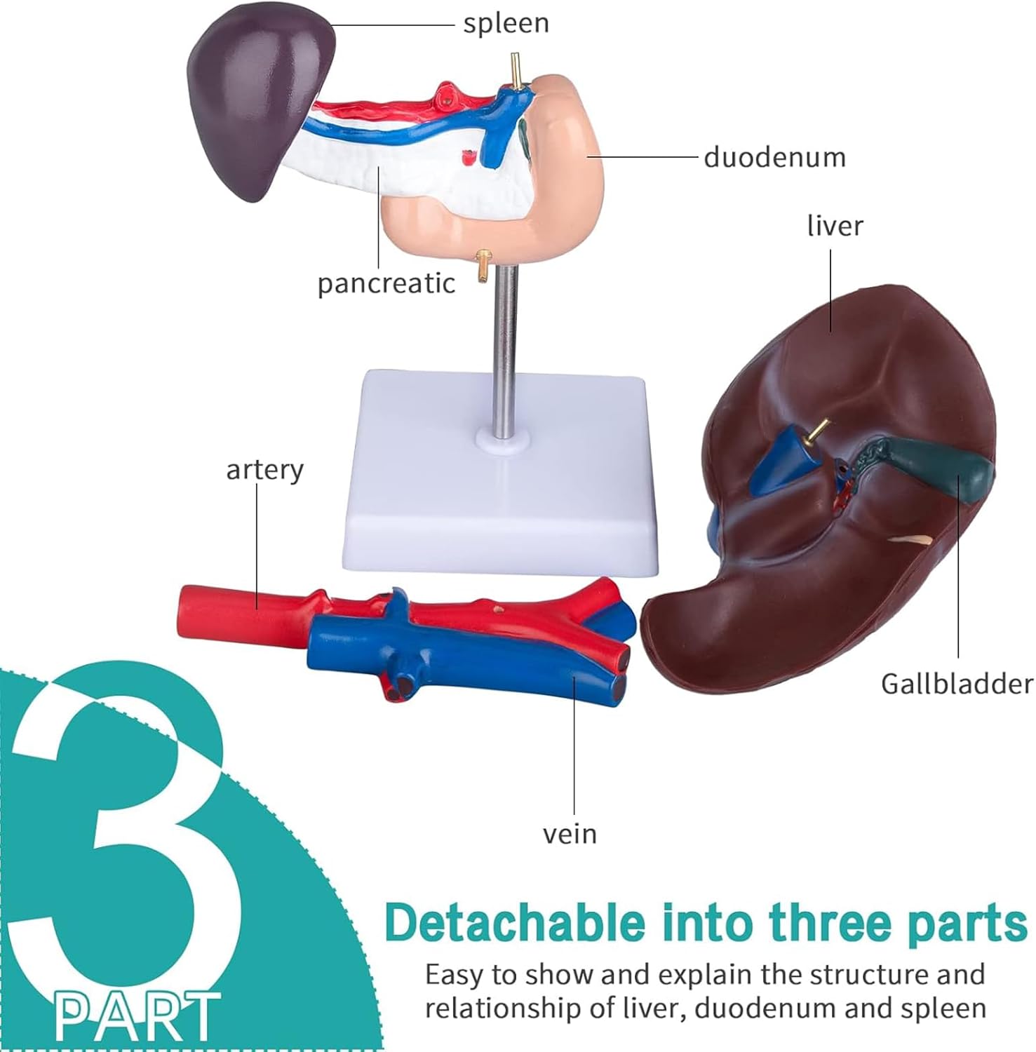 Life Size Liver Pancreas Duodenum Model for Medical Research and Teaching - Anatomical Liver and Pancreas Model