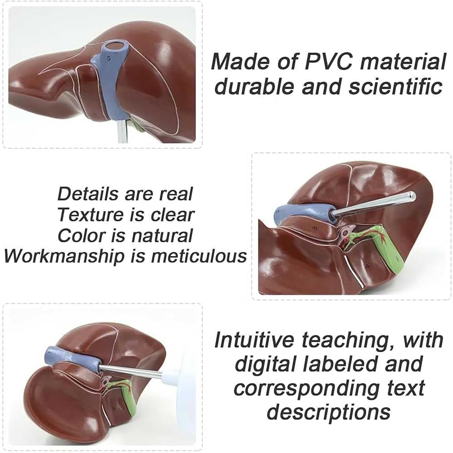 Life Size Liver Pancreas Duodenum Model for Medical Research and Teaching - Anatomical Liver and Pancreas Model