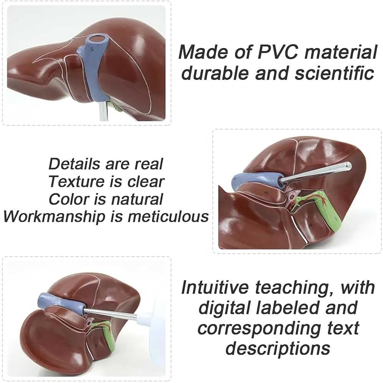 Life Size Liver Pancreas Duodenum Model for Medical Research and Teaching - Anatomical Liver and Pancreas Model