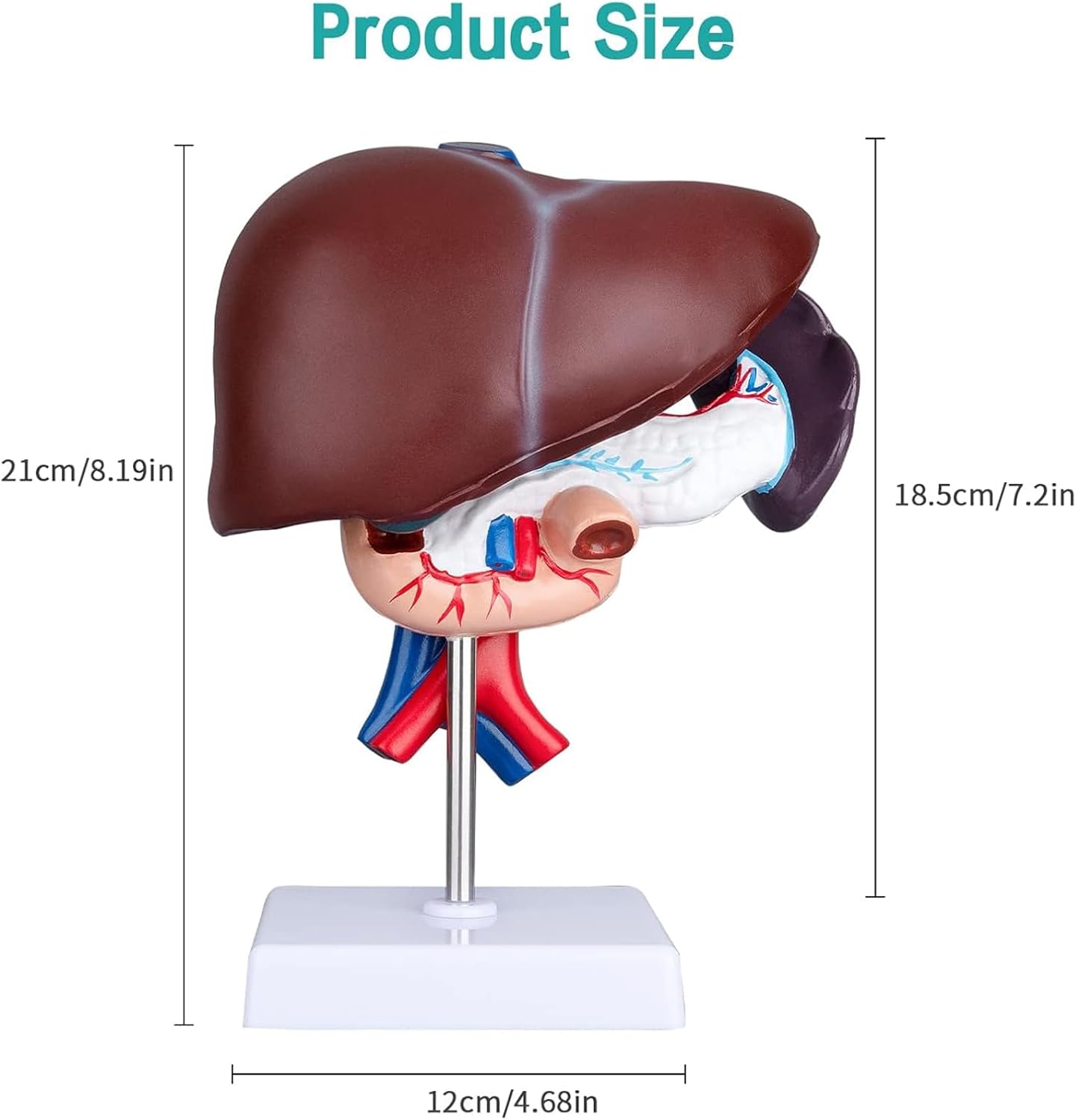 Life Size Liver Pancreas Duodenum Model for Medical Research and Teaching - Anatomical Liver and Pancreas Model