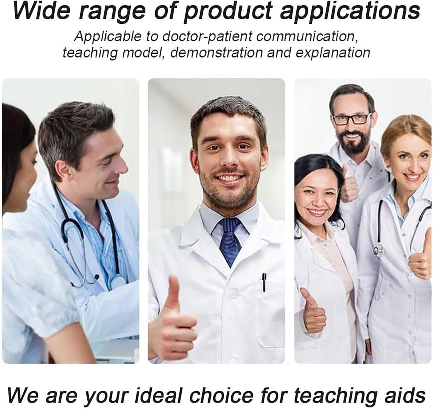 Life Size Liver Pancreas Duodenum Model for Medical Research and Teaching - Anatomical Liver and Pancreas Model