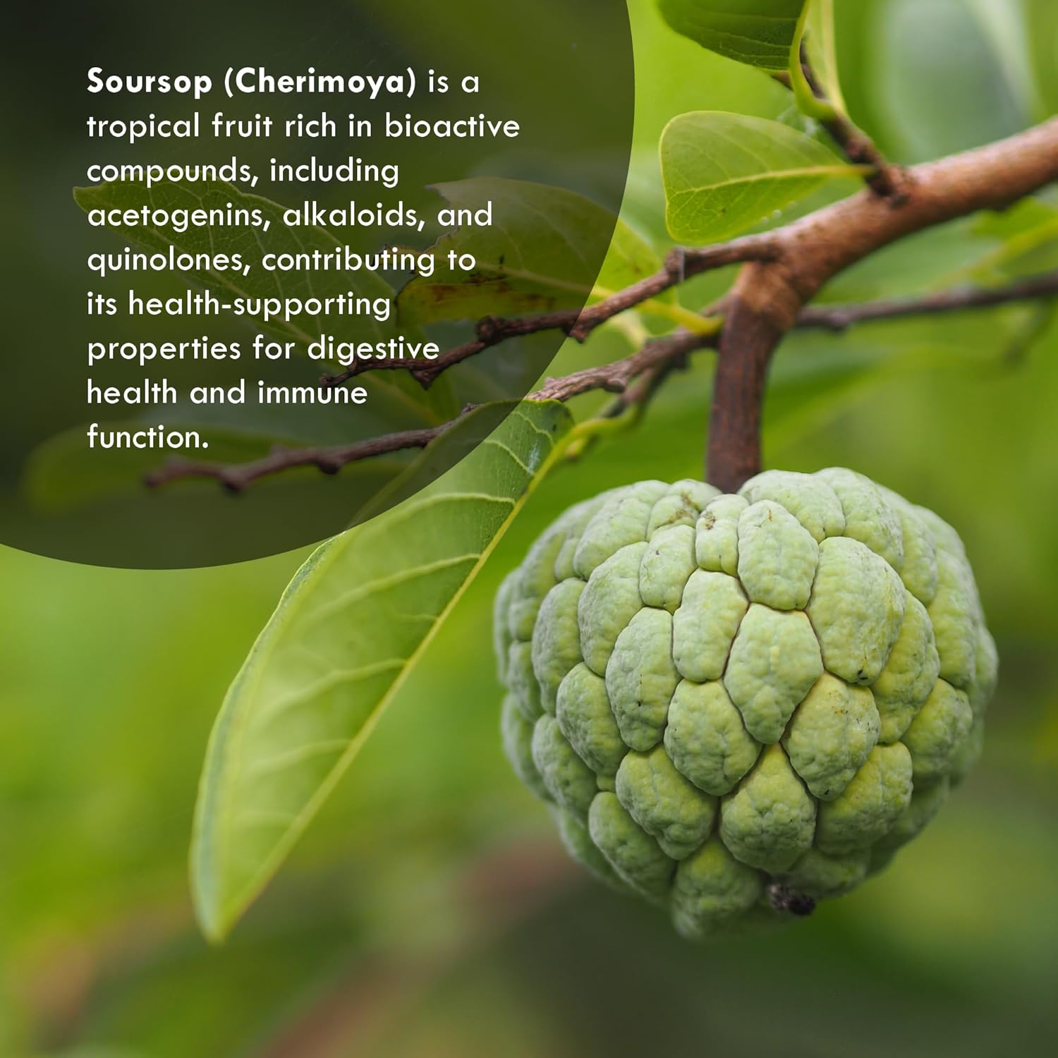 Neurogan Soursop Liquid Drops | Immune & Antioxidant Support Supplement | Enhanced Absorption | 20:1 Extract | 1500mg, 60ml