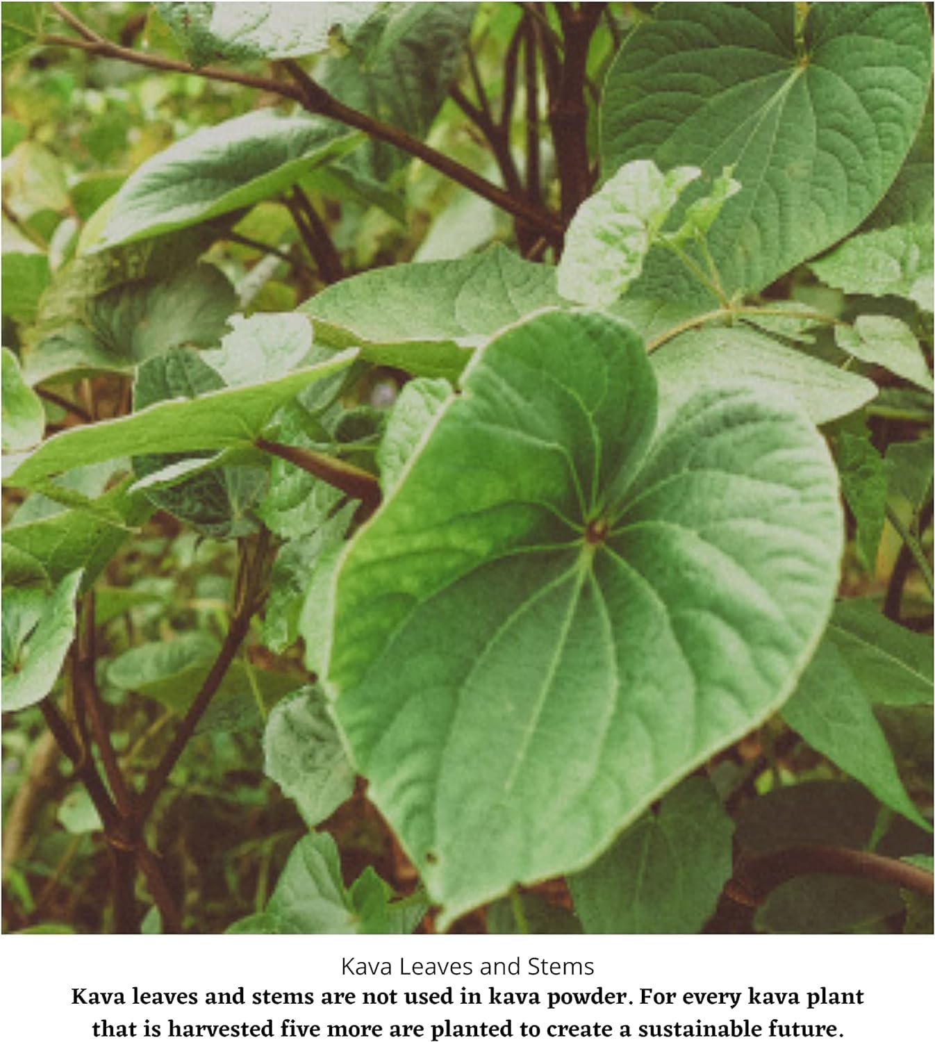 Noble Kava Root Powder - 2 LB Pack for Relaxation and Better Sleep - Premium Kava (Piper methysticum) Powder for Happiness and Relaxation