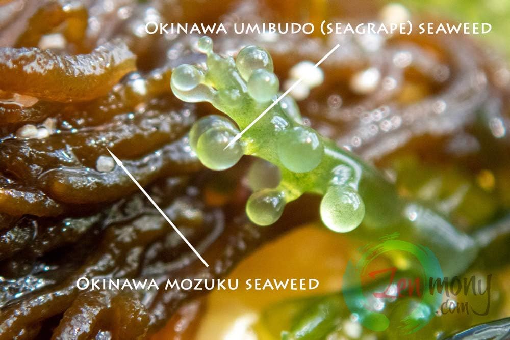 Ocean Essence Umi No Minamoto - Okinawa Mozuku Fucoidan Supplement for Immune Support