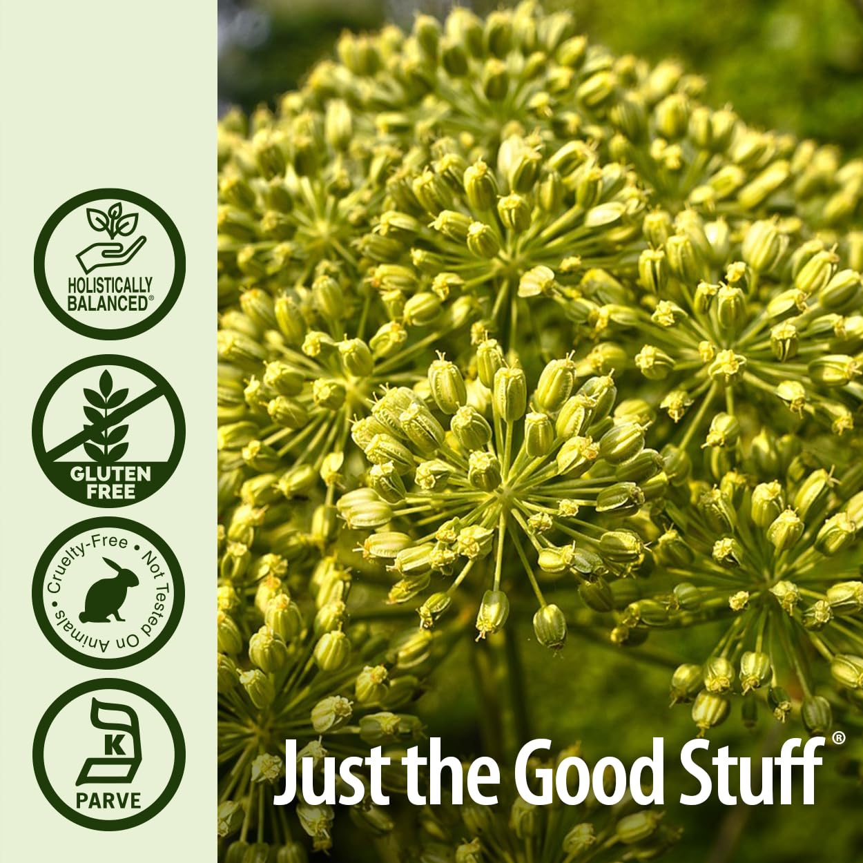 Organic Alcohol Celery Seed Extract 2000mg 1oz | Antioxidant-Rich | Supports Joint Health | Urinary Tract Aid | Single Dose