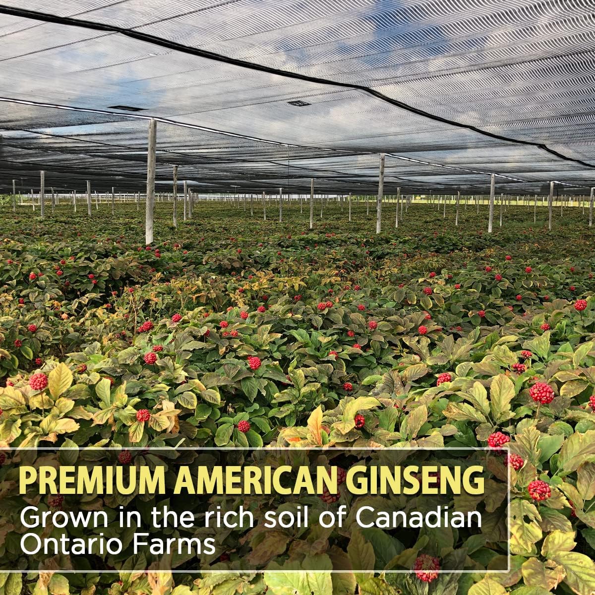 Organic American Ginseng Powder with 4% Ginsenosides - Perfect for Coffee and Smoothies - 1.5oz Pack