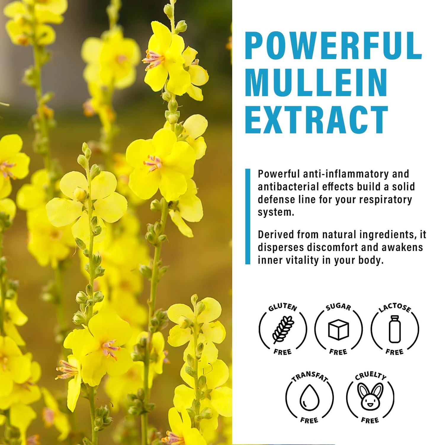 Organic Mullein Leaf Extract Drops for Lung Cleanse and Respiratory Health Support - 2 fl oz