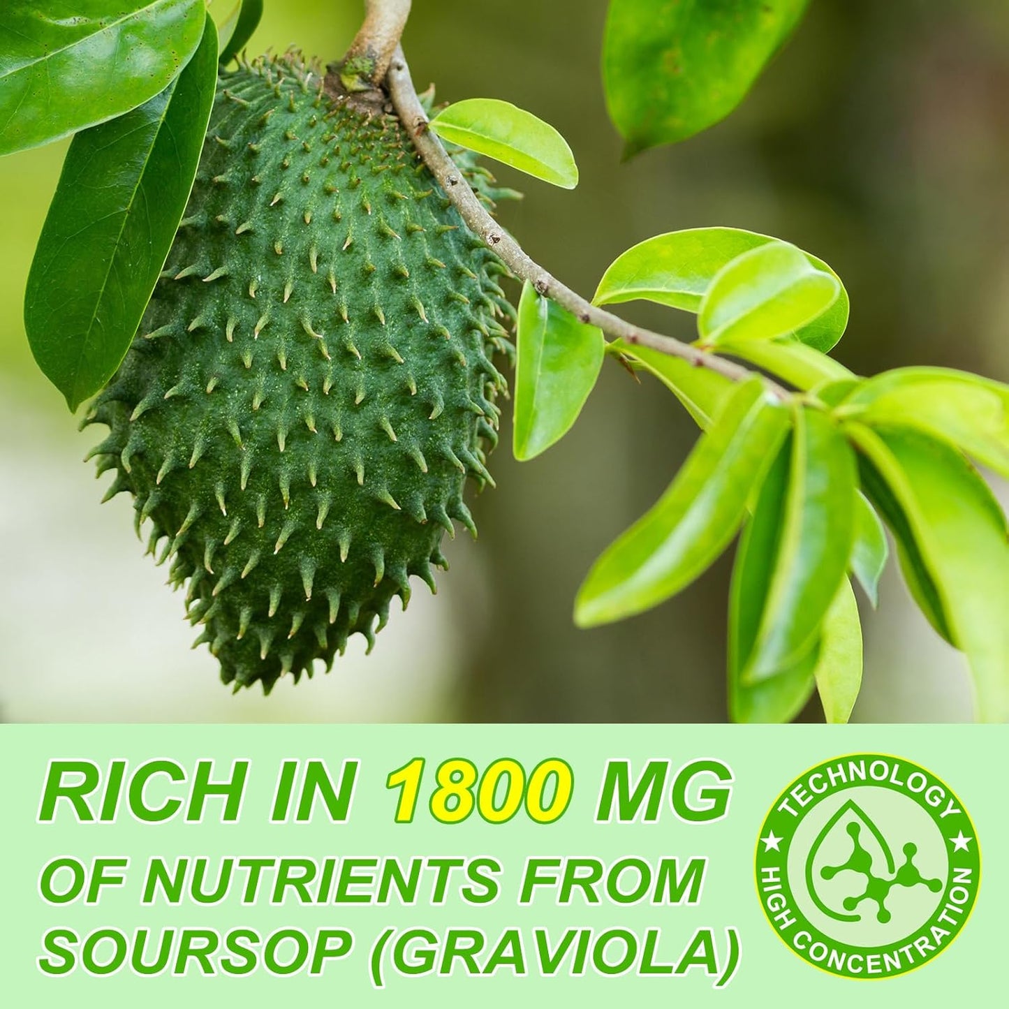 Organic Soursop Graviola Liquid Drops - 2 Pack for Cell Regeneration & Immune Health Boost, Antioxidant Support - Herbal Goodness