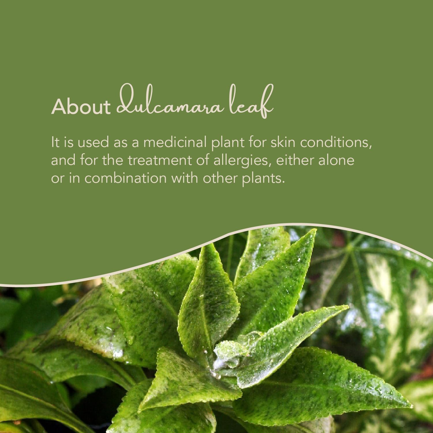 Vall Natural Products Vall-Inmunolive Alfalfa and Dulcamara Oral Solution 8 fl oz - Immune Support Formula