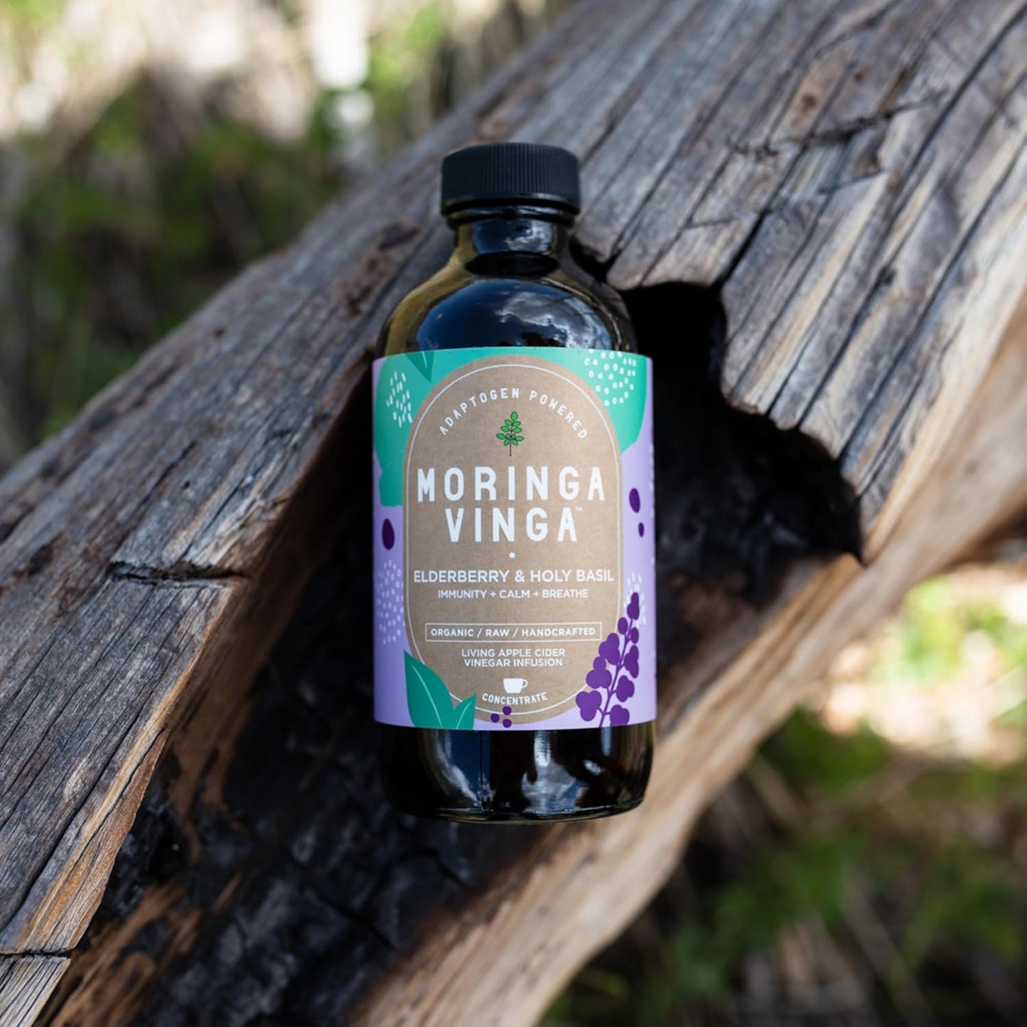 VINGA Organic Elderberry & Holy Basil Moringa Infusion - Immune Support, Respiratory Wellness, Stress Relief Tonic - Apple Cider Vinegar, Ginger, Hibiscus, Honey - Non-GMO, 16 oz