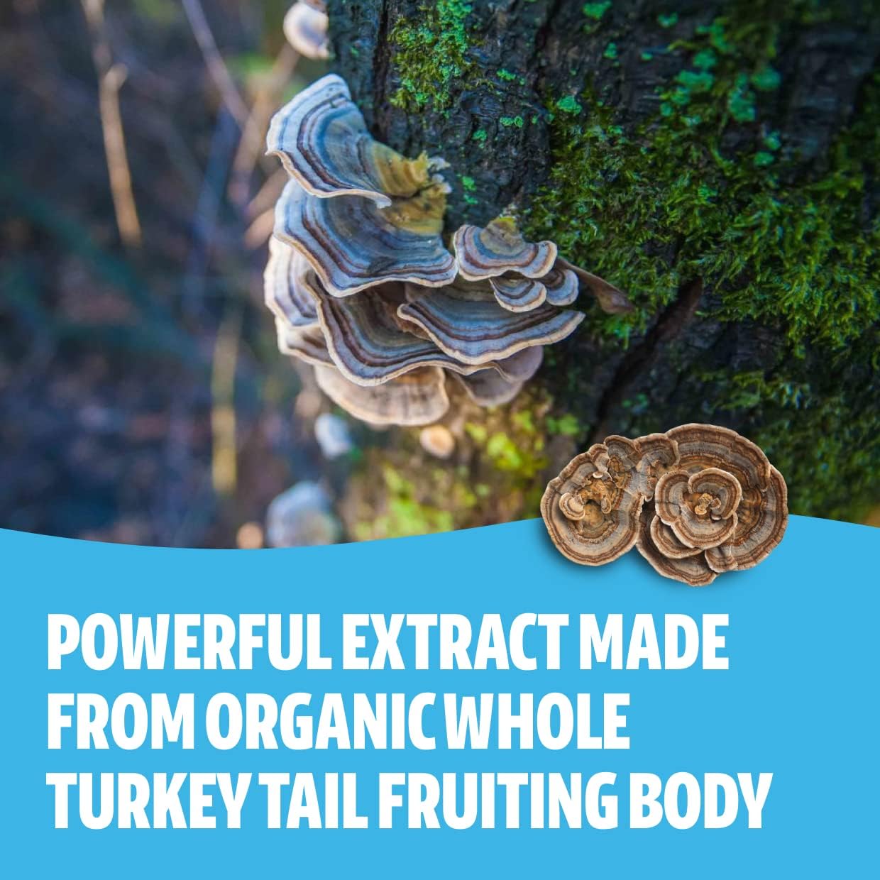 Wellness Duo: Reishi 14,000mg + Turkey Tail 10,000mg Capsules for Longevity, Immune & Digestive Health (120 Count)