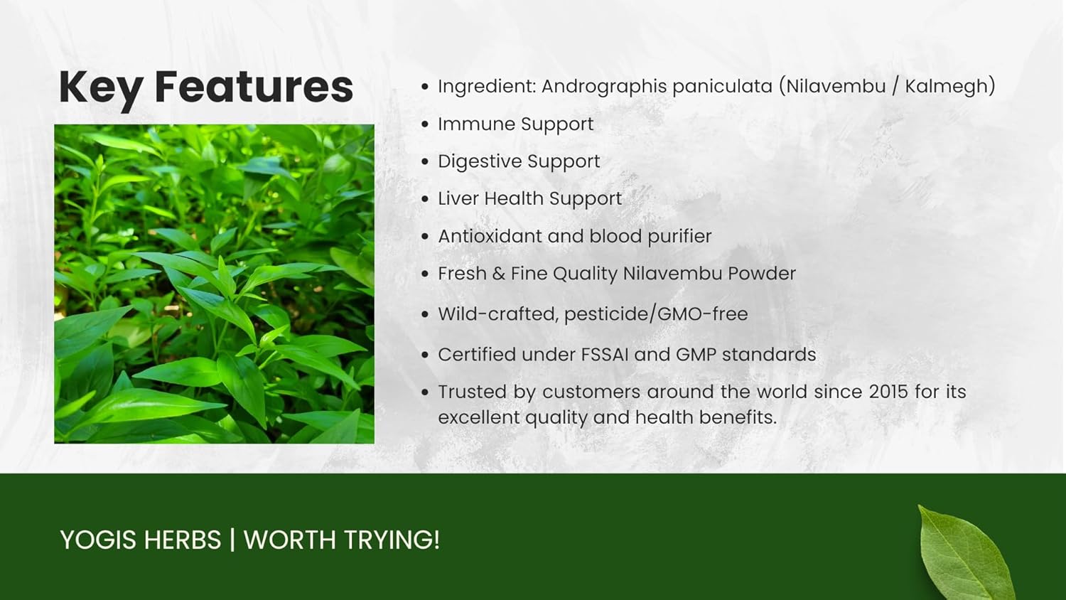100% Pure Andrographis Paniculata Powder for Natural Immune, Liver, and Digestive Support - 3.5 oz