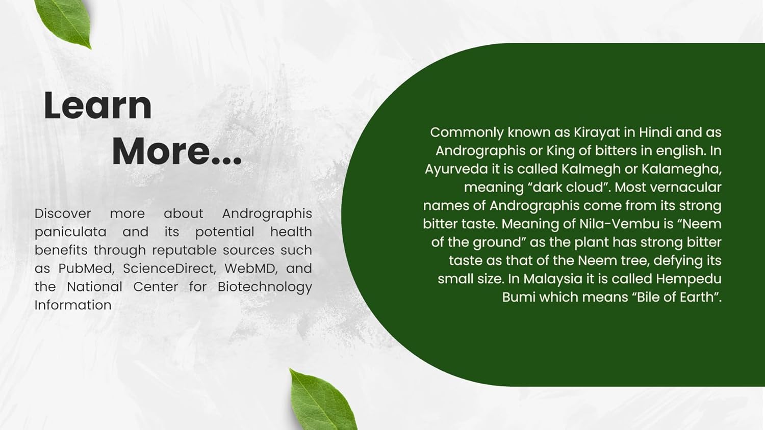 100% Pure Andrographis Paniculata Powder for Natural Immune, Liver, and Digestive Support - 3.5 oz