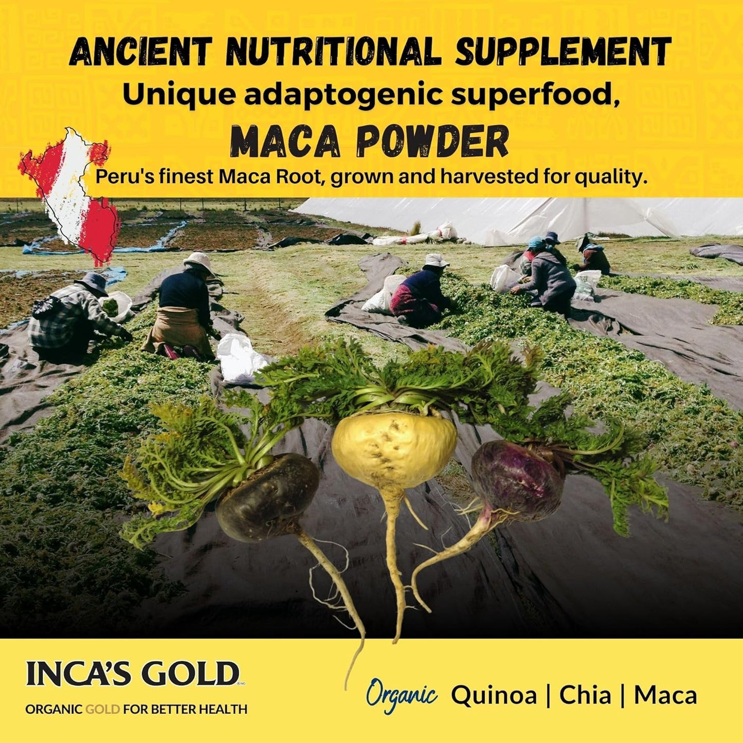 100% Pure Inca's Gold Organic Yellow Maca Gelatinized Root Powder - Supports Overall Vitality, Immune System, Memory, Learning - Family Size Pack of 2 - 908g Total - From Junin Peru