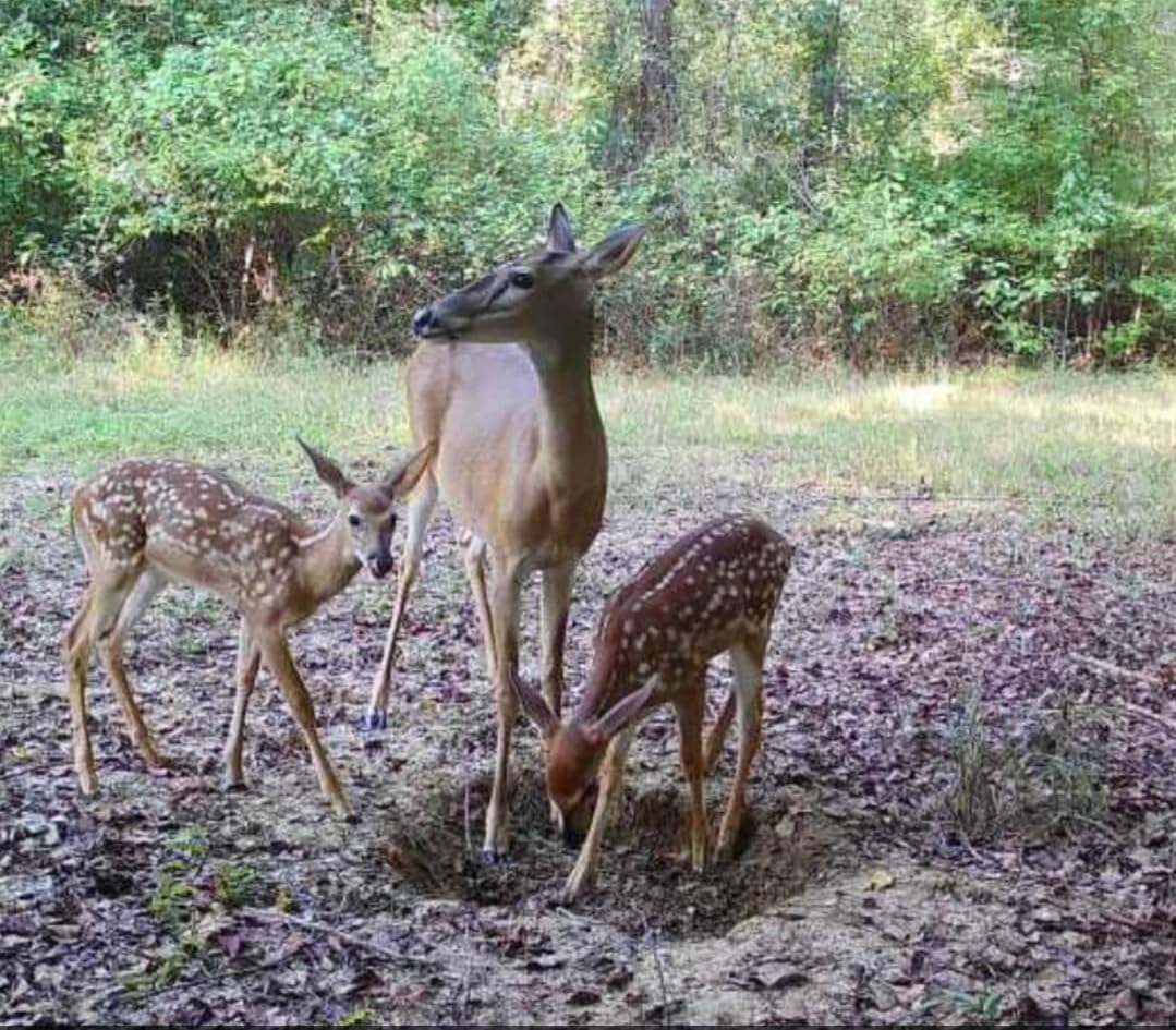 4 Bags of Generic Dynalik Mineral Attractant in Peanut Butter Flavor - 30lbs Total