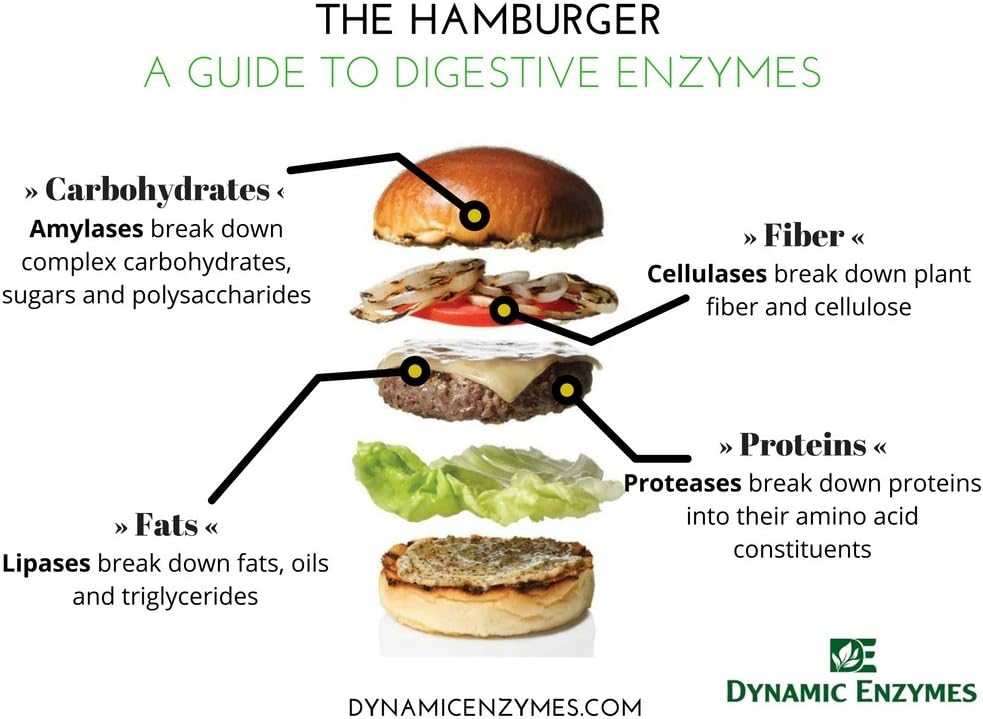 45 Count Dynamic Enzymes Eat E-Z Ultra Digestive Enzymes - Gut Health, Anti-Bloating, Immune Support