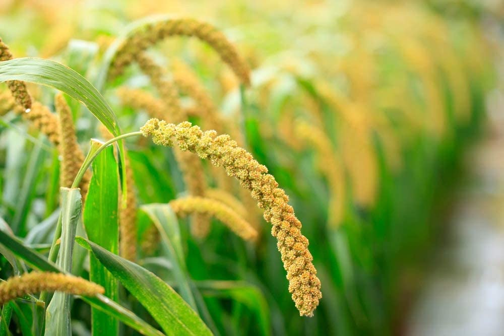 organic-hulled-millet-seeds---3-pounds-non-gmo-whole-grain-raw-kosher---usa-product-6