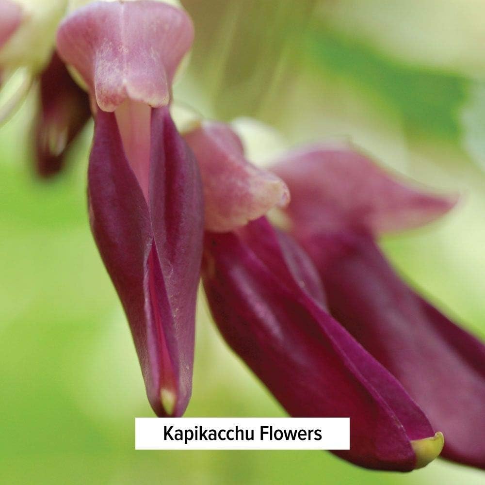 organic-kapikacchu-mucuna-pruriens-herbal-powder---energizing-supports-nervous-reproductive-systems---l-dopa-rich---spice-jar---non-gmo-vegan-4