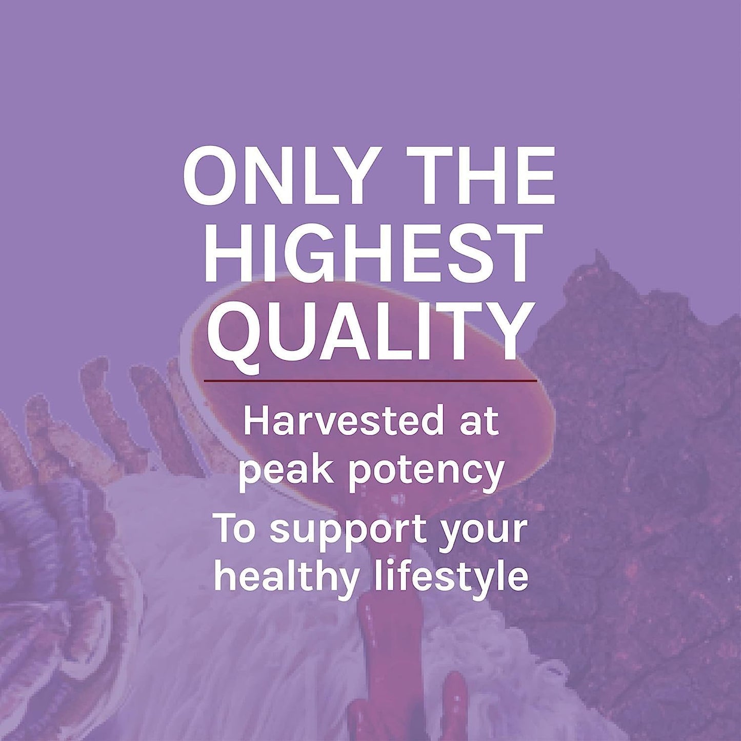 lions-mane-extract-liquid-drops---brain-health-memory-support---immune-nervous-system-booster---1-fl-oz-30-servings-8