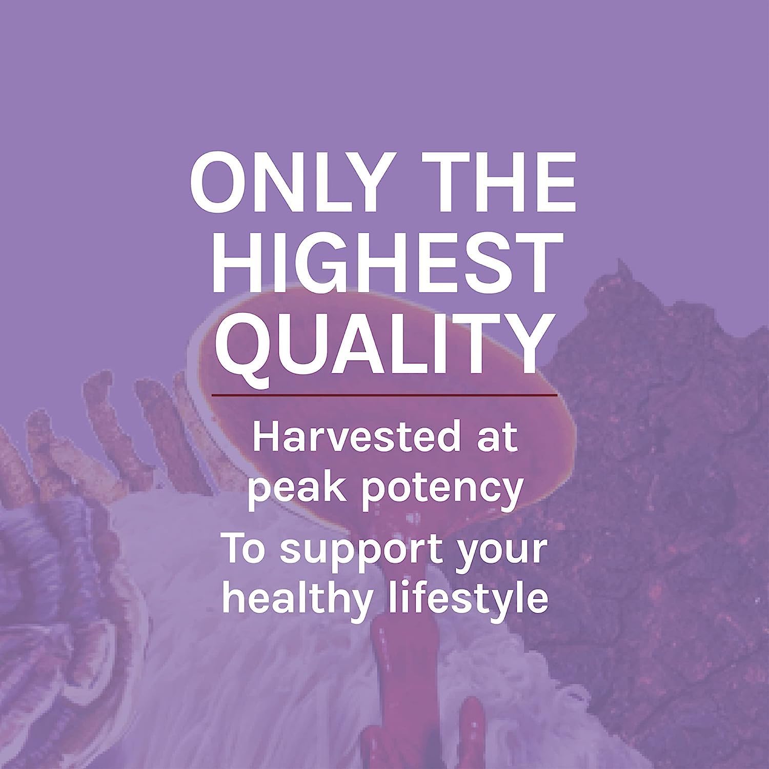 lions-mane-extract-liquid-drops---brain-health-memory-support---immune-nervous-system-booster---1-fl-oz-30-servings-8