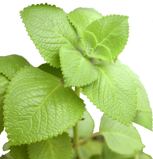 cuban-oregano-seeds---eunivus-2-variety-for-home-gardening-1