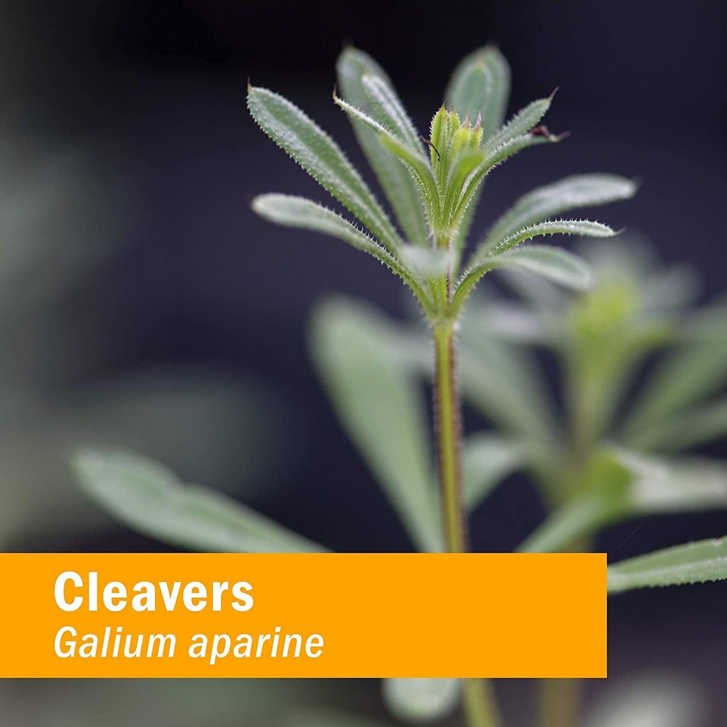 herb-pharm-cleavers-liquid-extract---4-oz---natural-herbal-supplement-for-detoxification-and-lymphatic-system-support-6